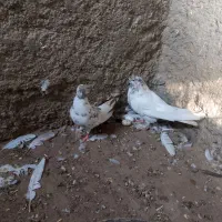 دونهای ۱۵۰ هزار تومان|پرنده|چاه داد خدا, |دیوار