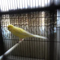 قناری رسمی بلند