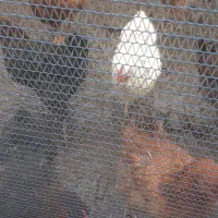 اردک و مرغ|حیوانات مزرعه|گوراب زرمیخ, |دیوار