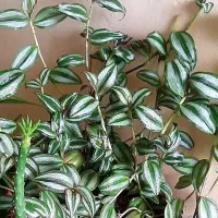 گل خانگی|گل و گیاه طبیعی|اصفهان, کساره|دیوار