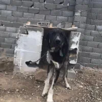 سگ پژدر ۱۱ماهه