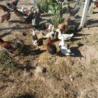 اردک کاکولی تاجدار ۲ تا نر و ۴ ماده خوشرنگ|حیوانات مزرعه|شاهین دژ, |دیوار