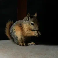 خرگوش سنجابی