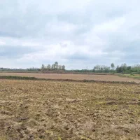 8000-متر-شالیزار-مکانیزه-سند-تک-برگ-حومه-لشت-نشا