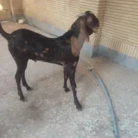 پنجاب دورگ قد بلند