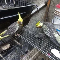 پرنده|پرنده|سلطانیه, |دیوار