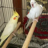 عروس هلندی