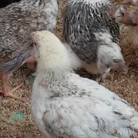 جوجه مرغ  برهما