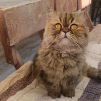 گربه پرشین چینچیلا ماده عقیم