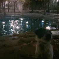 واگذاری سگ شیتزو رایگان|سگ|مهریز, |دیوار