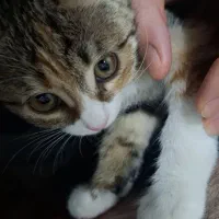 بچه گربه خونگی بامزه و مهربون|گربه|اردکان, |دیوار