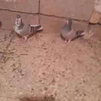 نرماده خشرنگسیاه چپ سبز بدرنگ سبز|پرنده|شیراز, فرودگاه شهید دستغیب شیراز|دیوار