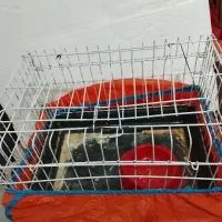 قفس پرنده ، قفس همستر و خرگوش|لوازم جانبی حیوانات|قزوین, |دیوار