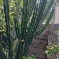 فروش کاکتوس بزرگ وعالی
