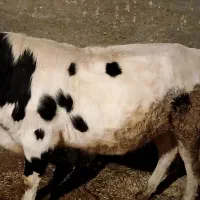 گاو نر|حیوانات مزرعه|صحنه, |دیوار