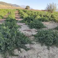اجاره 4هکتارباغ انگور