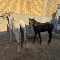 فروش مادیان ابستن همراه با کره نریون|اسب و تجهیزات اسبسواری|شوشتر, |دیوار