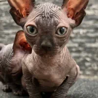 گربه اسفینکس بلو ماده