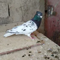 حمیدیه|پرنده|حمیدیه, |دیوار