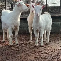 بز سانن|حیوانات مزرعه|هشتگرد, تهران دشت|دیوار