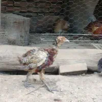 تیرنگ