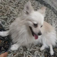 سگ پامر روباهی|سگ|چهاردانگه (تهران), |دیوار