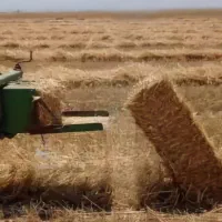 فروش پرس کاه گندم مغان ( کلش)
