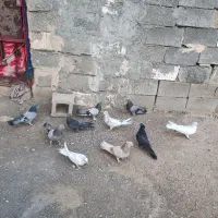 کبوتر اصفهانی