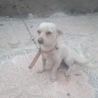 سگ شیواوا ماده