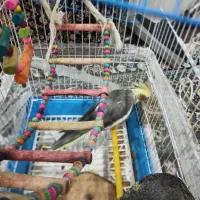 طوطی برزیلی