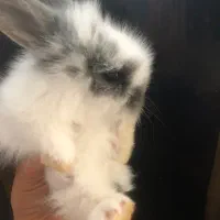 بچه خرگوش نر و ماده