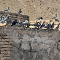 کبوتر پلاکی به شرط|پرنده|پیر بکران, |دیوار