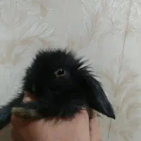 بچه خرگوش لوپ هلندی