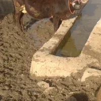 گاو.وگوساله