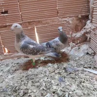 کله سفید،وچند تا کفتر گرفتنی|پرنده|سبزوار, شرق کال شمالی|دیوار