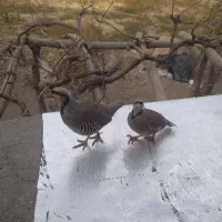 بلدرچین.فروشی.فوری