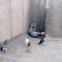 کبوتر گرفتنی پرشی