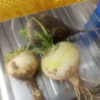 ترب سیاه و سفید