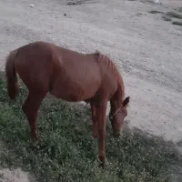 اسب