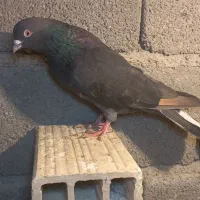 نر زاغ دو ساله نیمه