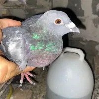 کبوتر پلاکی|پرنده|نورآباد ممسنی, |دیوار