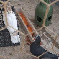 کبوتر|پرنده|شیراز, تندگویان|دیوار