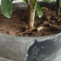 پیدا شده عروس هلندی