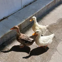 پرنده