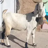 ۲راس سالار بز پاکستانی لاشه دار ناز آبستن روزگاری