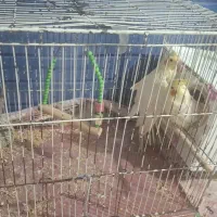 عروس هلندی|پرنده|نورآباد, |دیوار