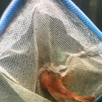 لجنخوار / کت پوزه بوته ای سوپر باله|ماهی|تهران, حکیمیه|دیوار
