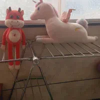 عروسک های زیبا