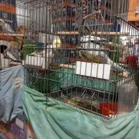 عروس هلندی دوجفت مولد رو جوجه و تخم معاوضه قناری