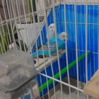 مرغ عشق|پرنده|بندر امام خمینی, |دیوار